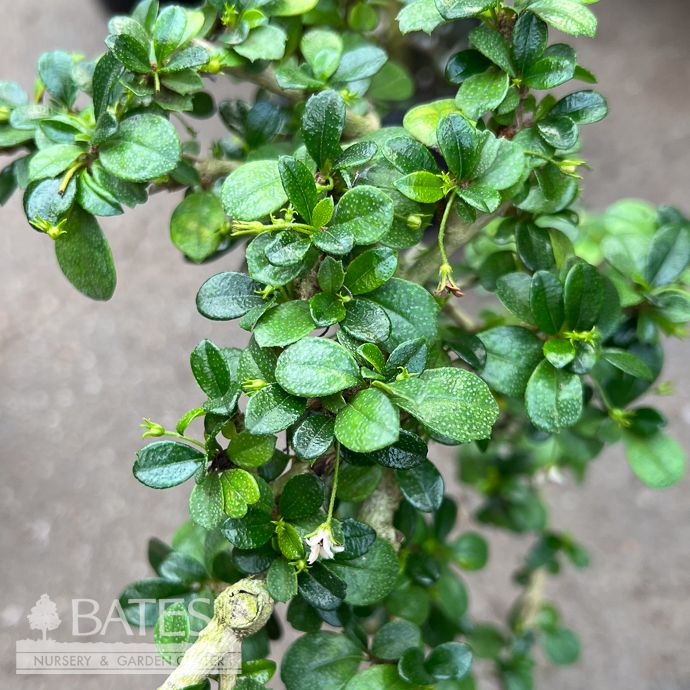 6p! Bonsai Fukien Tea S-Shape /Tropical