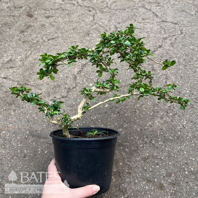 6p! Bonsai Fukien Tea S-Shape /Tropical