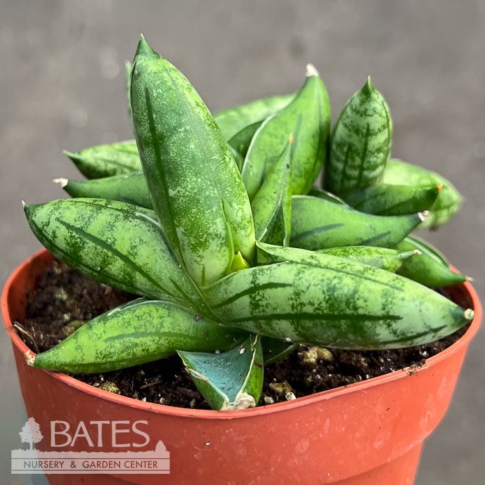 4p! Sansevieria Bonji /Snake Plant /Mother-in-Law Tongue /Tropical