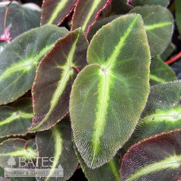 4p! Begonia Listada /Tropical