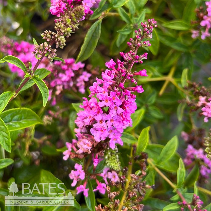 #3 Buddleia x PW Lo &amp; Behold 'Ruby Chip'/ Dwarf Butterfly Bush