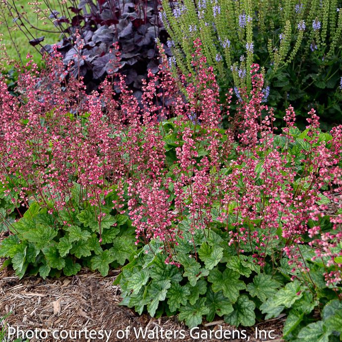 6P Heuchera x Berry Timeless/ Coral Bells