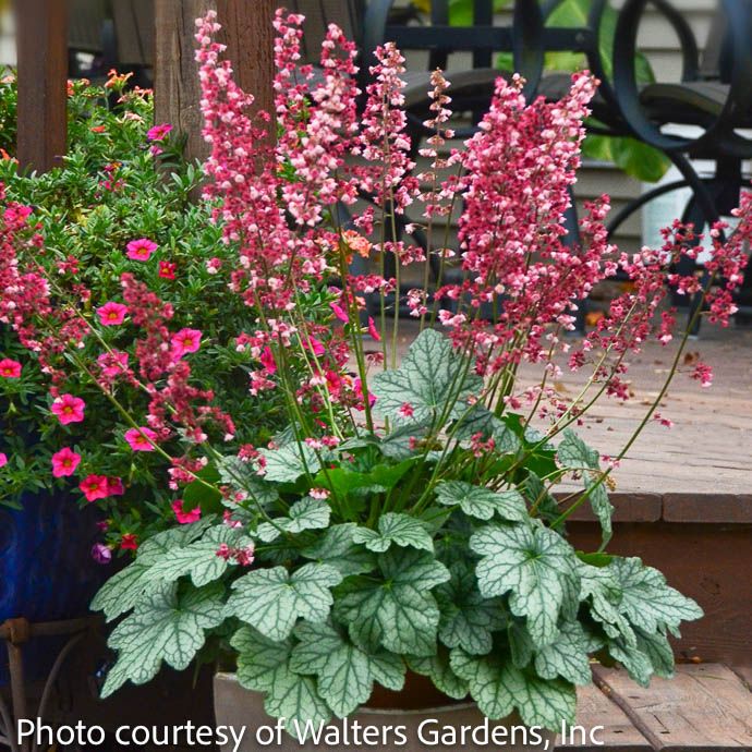 6P Heuchera x Berry Timeless/ Coral Bells