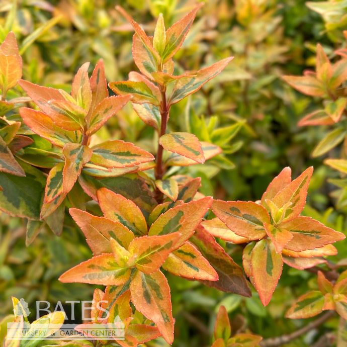 #1 Abelia x grand Kaleidoscope/ Variegated