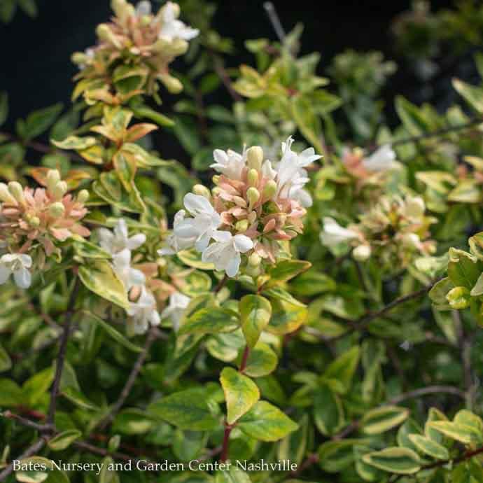 #1 Abelia x grand Kaleidoscope/ Variegated