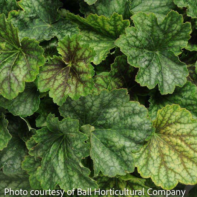 6P Heuchera x Carnival Cocomint/ Coral Bells