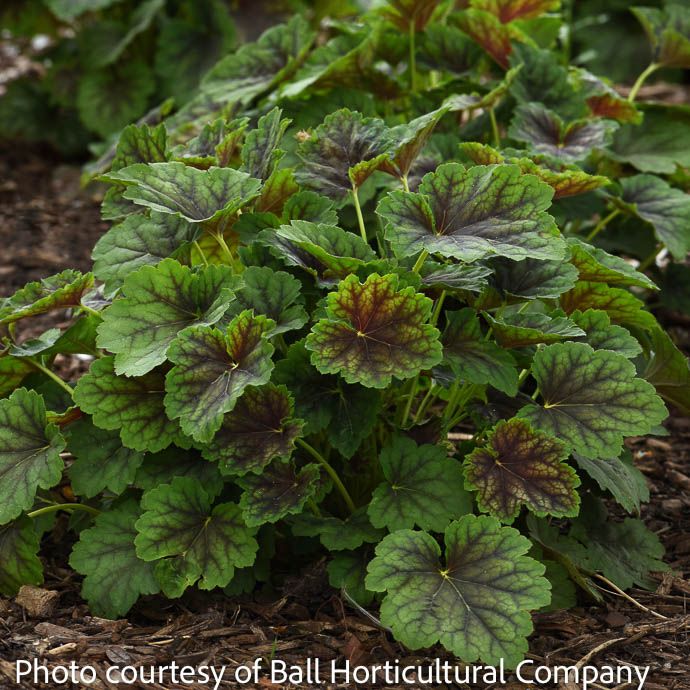 6P Heuchera x Carnival Cocomint/ Coral Bells