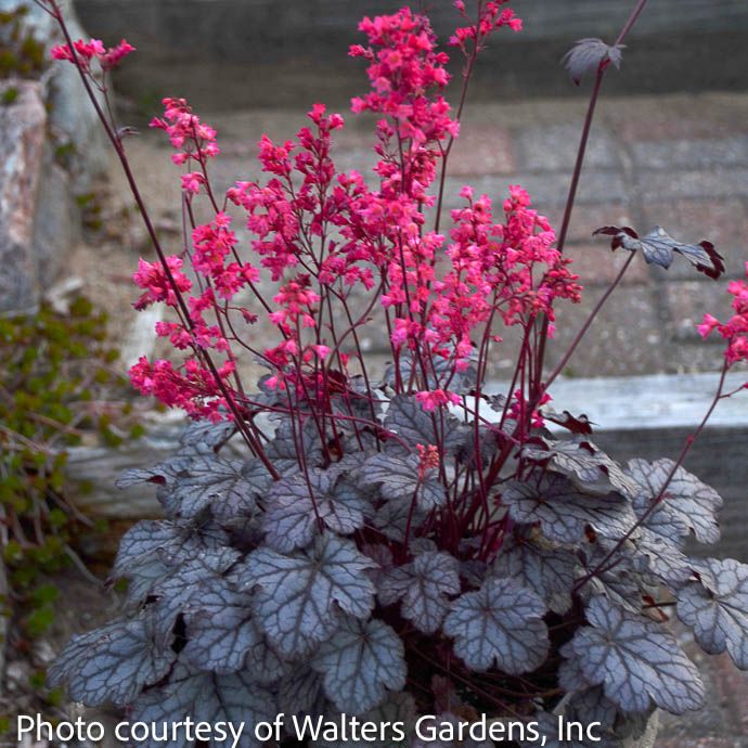 6P Heuchera x Timeless Treasure/ Coral Bells