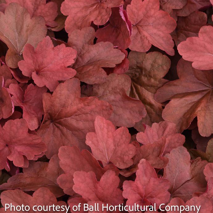 6P Heuchera x Carnival Cinnamon Stick/ Coral Bells