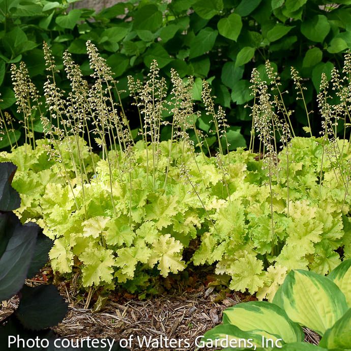 6P Heuchera x Twist of Lime/ Coral Bells