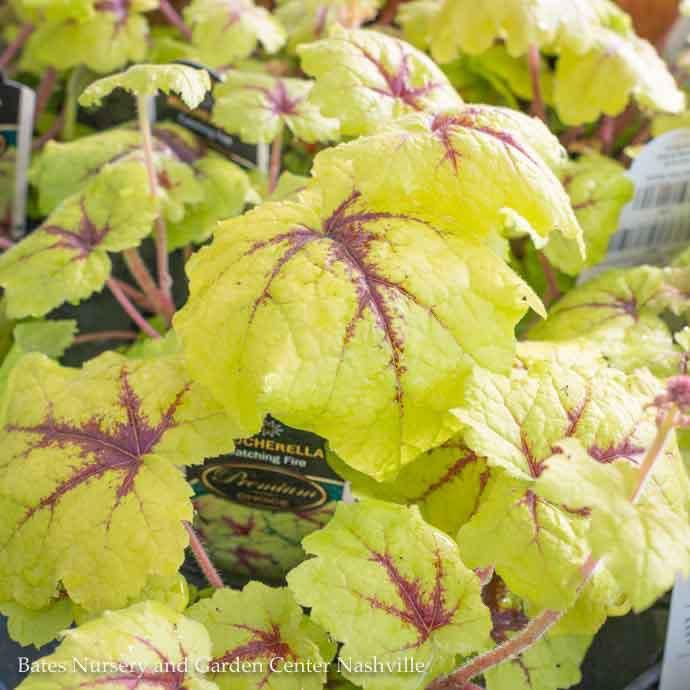 6P Heucherella Catching Fire/ Coral Bells