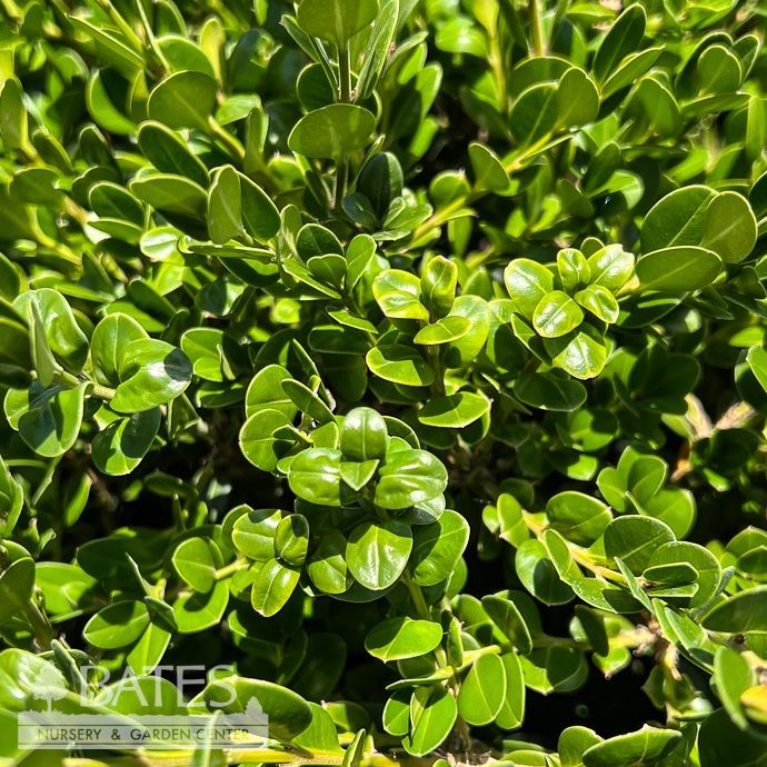 #7 Buxus micro var japonica Wintergreen/ Boxwood