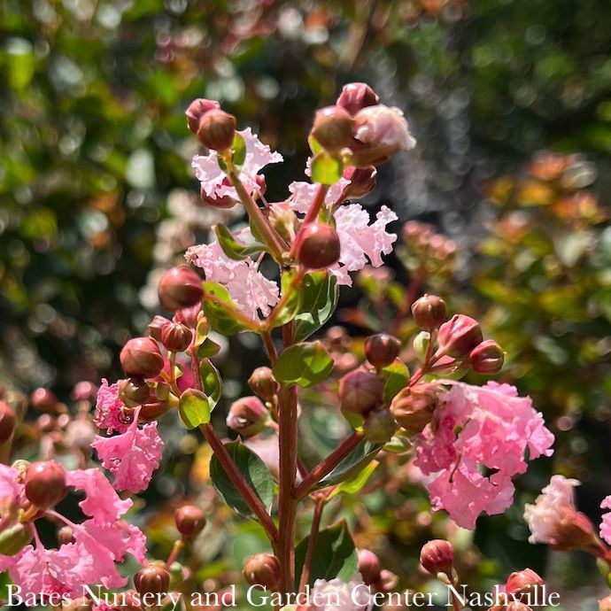 #3 Lagerstroemia x Hopi/ Clear Light Pink Crape Myrtle