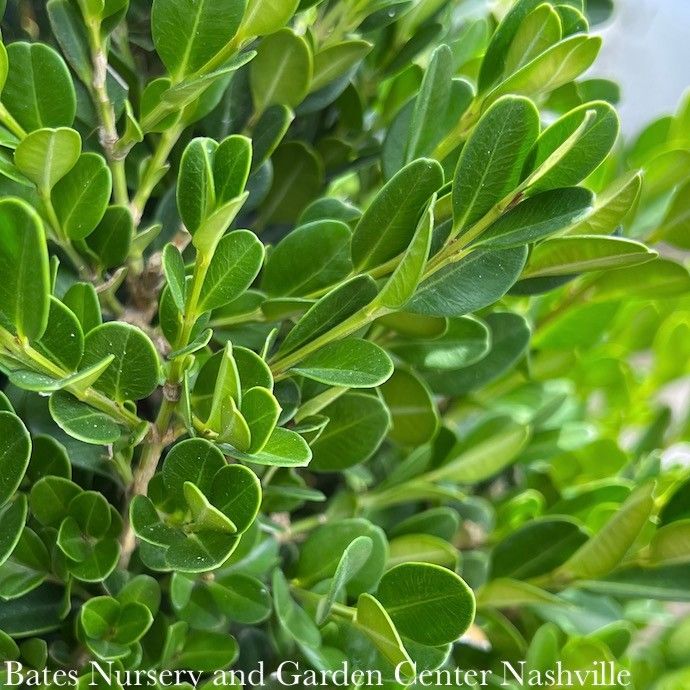 #7 Buxus micro var japonica Winter Gem/ Boxwood