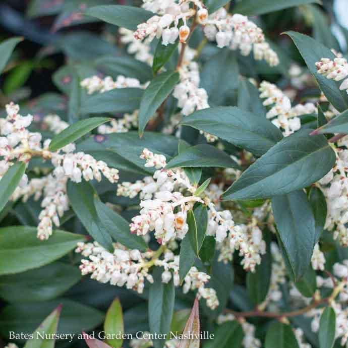 #3 Leucothoe keiskei SL Burning Love/ Compact Japanese