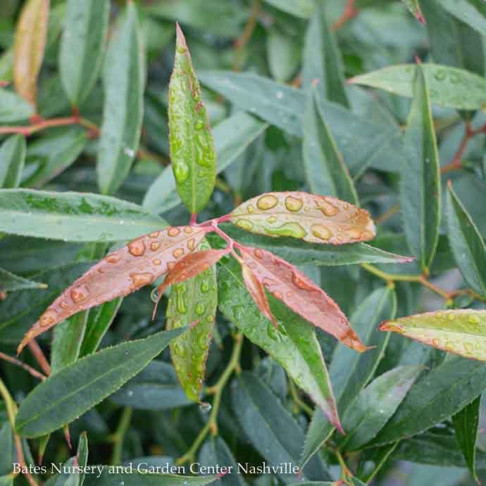 #3 Leucothoe keiskei SL Burning Love/ Compact Japanese