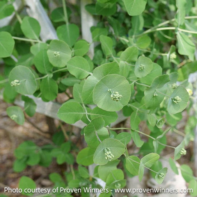 #3 Lonicera reticulata PW Kintzley's Ghost/ Bush Honeysuckle Native (TN)