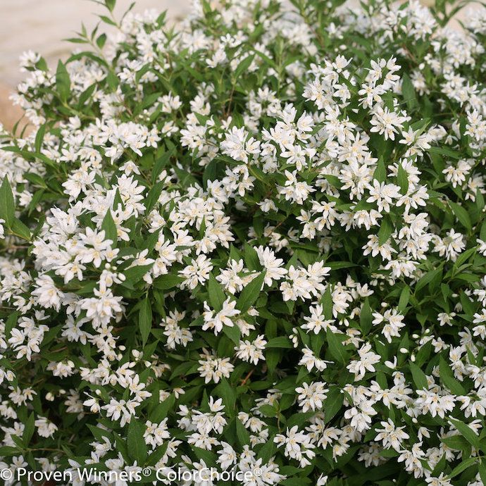 #1 Deutzia x PW Yuki Snowflake/ Dwarf White