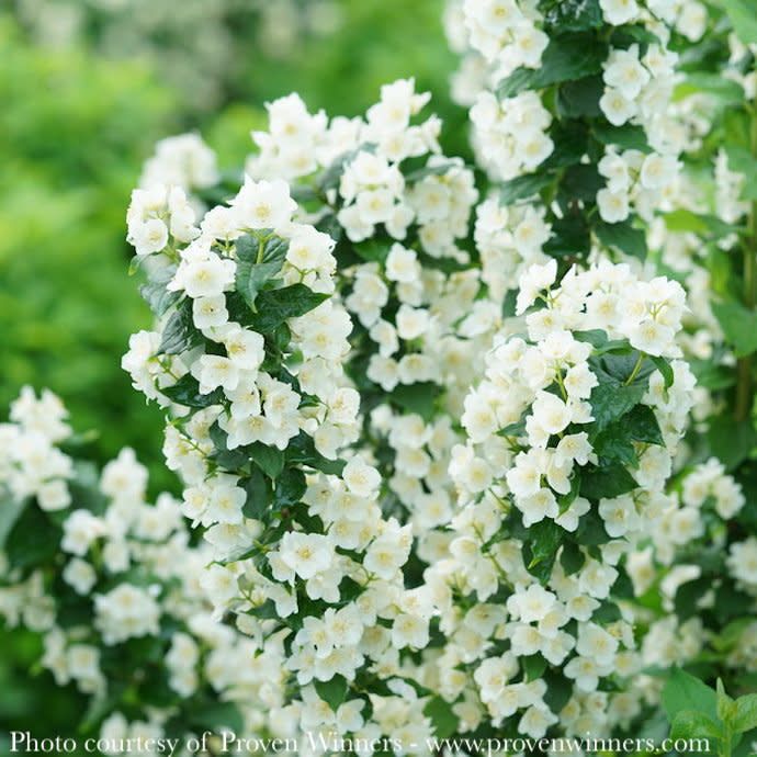 #2 Philadelphus cor PW Illuminati Tower/ Columnar Mock Orange