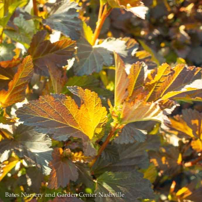 Topiary Patio Tree #7 Physocarpus opul Center Glow/ Ninebark Native (TN)