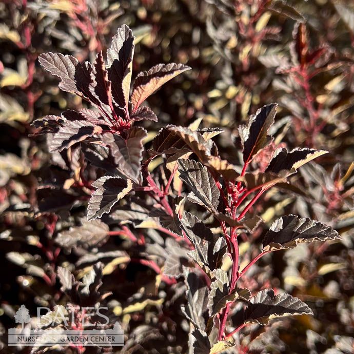 #1 Physocarpus opul FE Little Devil/ Dwarf Ninebark Native (TN)