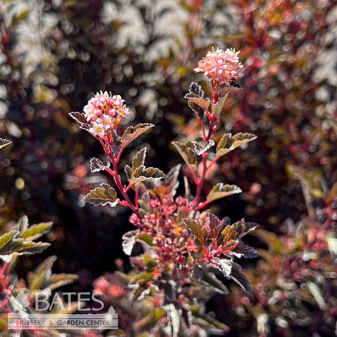 #1 Physocarpus opul FE Little Devil/ Dwarf Ninebark Native (TN)