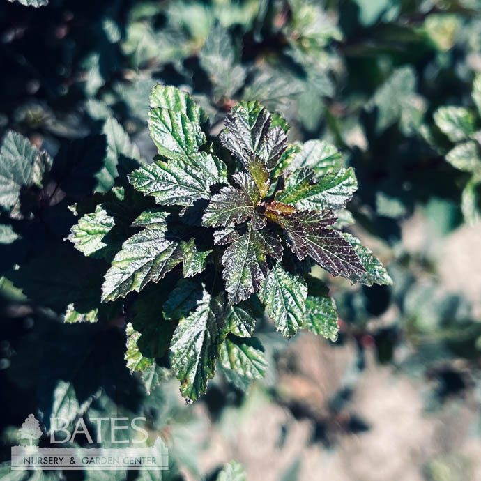 #1 Physocarpus opul FE Little Devil/ Dwarf Ninebark Native (TN)