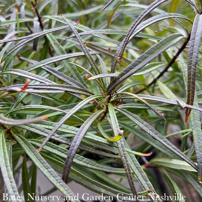 #1 Amsonia hub String Theory/ Bluestar Native (R)