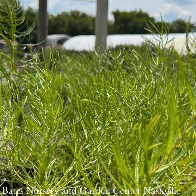 #1 Amsonia hub String Theory/ Bluestar Native (R)