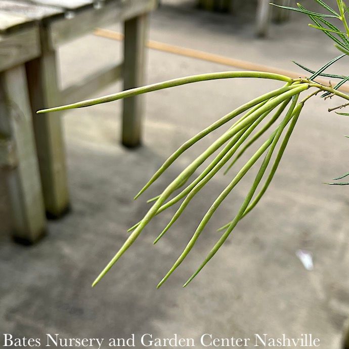 #1 Amsonia hub String Theory/ Bluestar Native (R)