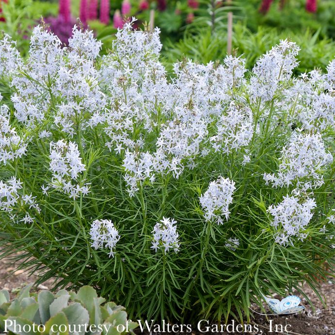 #1 Amsonia hub String Theory/ Bluestar Native (R)