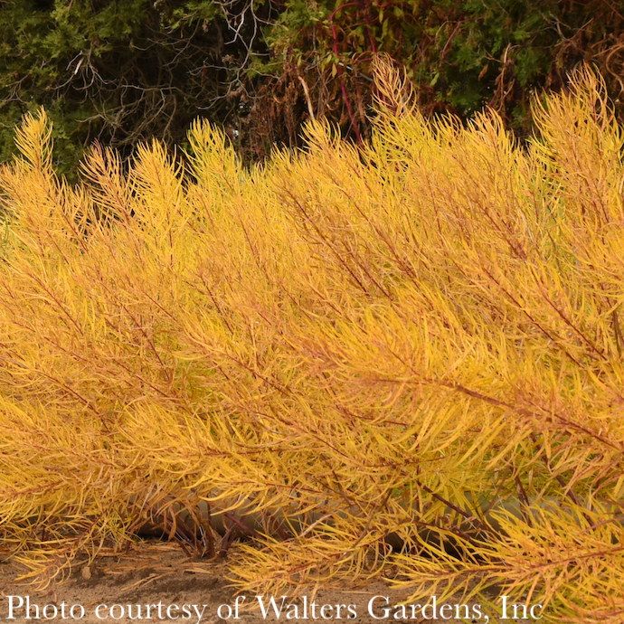 #1 Amsonia hub String Theory/ Bluestar Native (R)