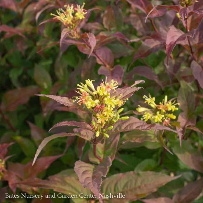 #3 Diervilla sp PW Kodiak 'Red'/ Bush Honeysuckle