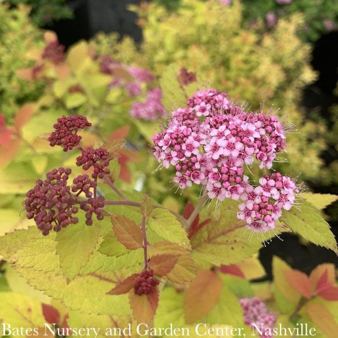 #1 Spiraea japonica 'Yan' PW Double Play 'Gold'/ Pink Flowers