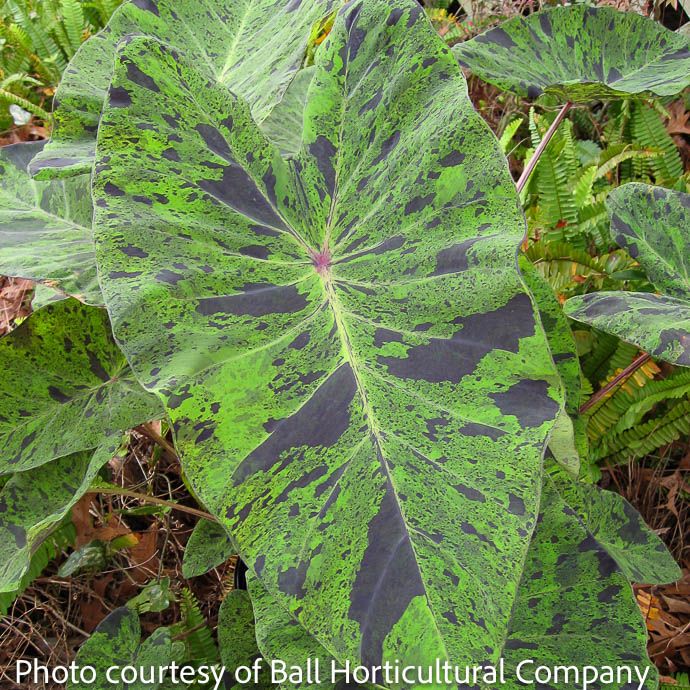 Tropical #3 Colocasia Mojito/ Elephant Ear