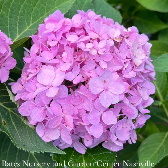 #3 Hydrangea mac iBloom 'Azure Skies'/ Bigleaf/ Mophead Rebloom Blue/ Purple/Pink
