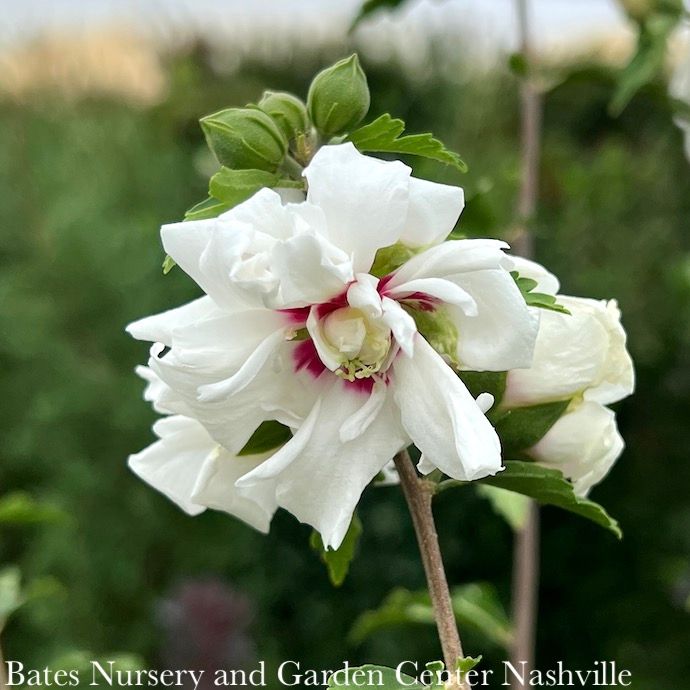 #3 Hibiscus syr Double White/ Rose of Sharon/ Althea