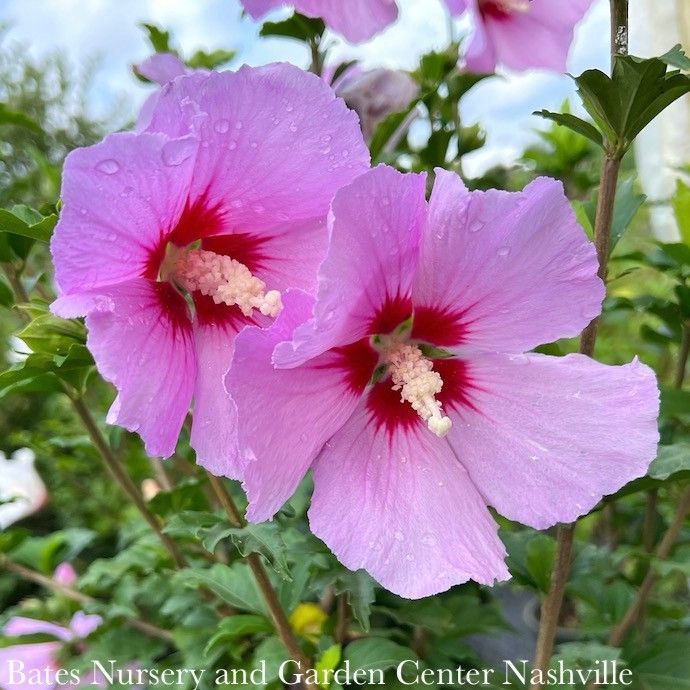 #3 Hibiscus syr Minerva/ Lavender Rose of Sharon/ Althea