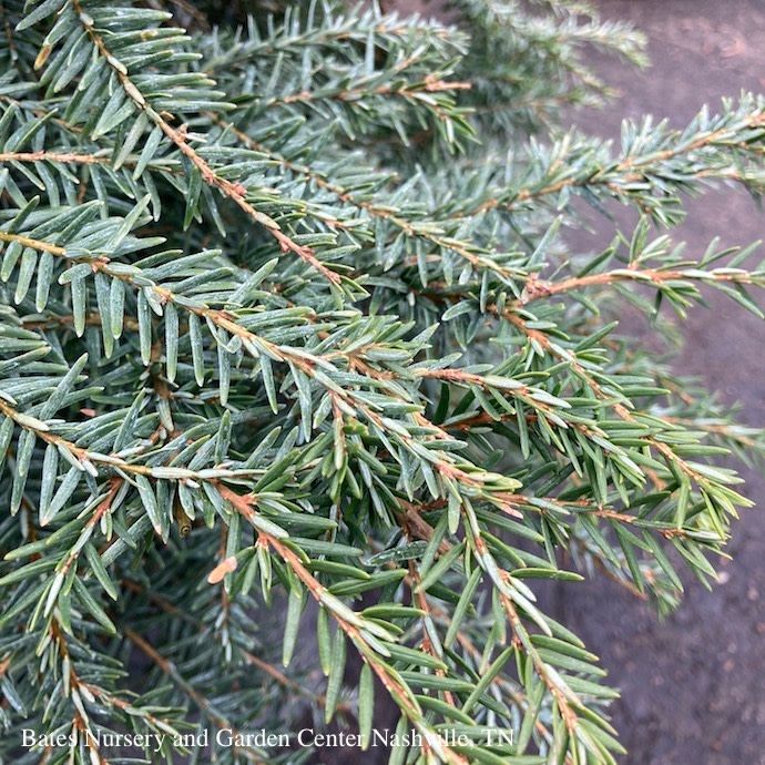 #7 Tsuga canadensis/ Eastern, Canadian Hemlock Native (TN) - No Warranty