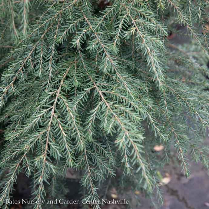 #7 Tsuga canadensis/ Eastern, Canadian Hemlock Native (TN) - No Warranty