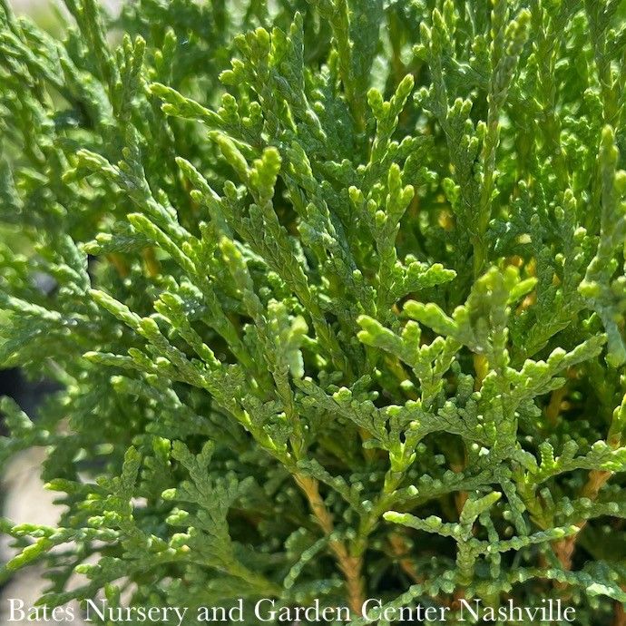 #2 Thuja occ Hetz Midget/ Mini Globe Arborvitae