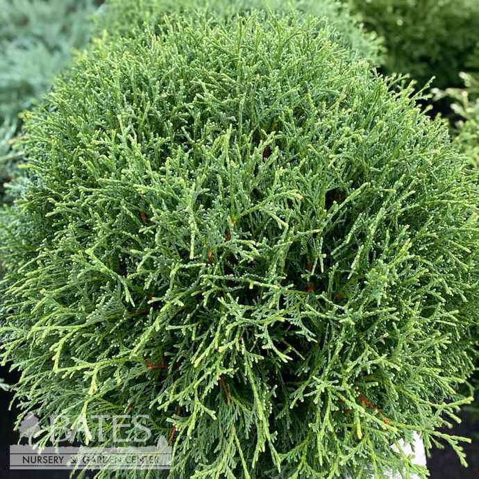 #2 Thuja occ Hetz Midget/ Mini Globe Arborvitae