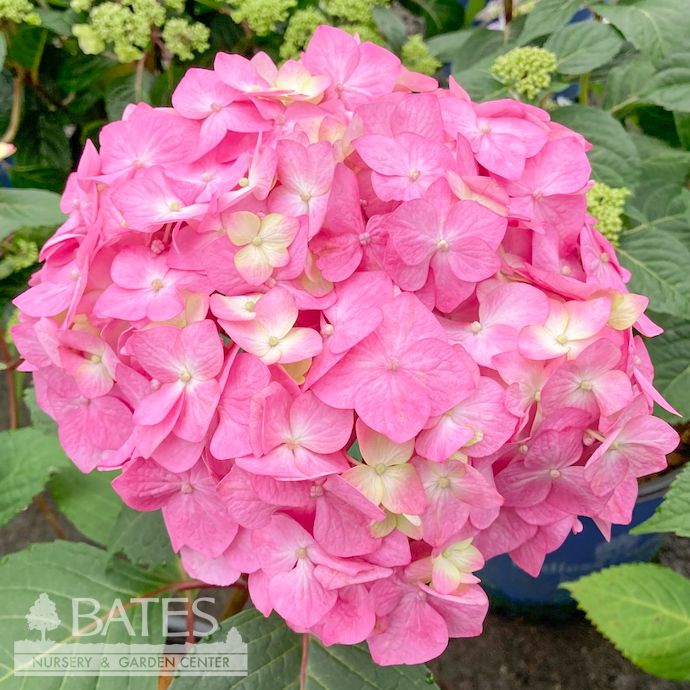 #5 Hydrangea mac Endless Summer 'Bloomstruck'/ Bigleaf/ Mophead Repeat Rose-pink or Purple