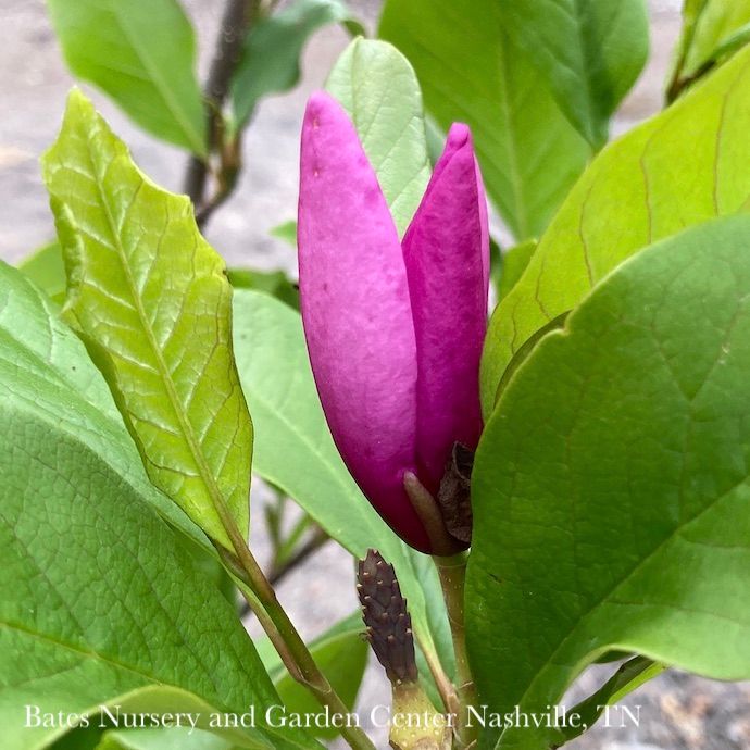 #7 Magnolia x Ann/ Deciduous Purple-red