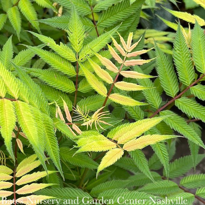 #3 Sorbaria sorb PW Mr. Mustard/ False Spiraea