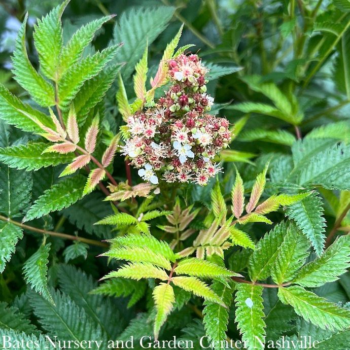 #3 Sorbaria sorb PW Mr. Mustard/ False Spiraea