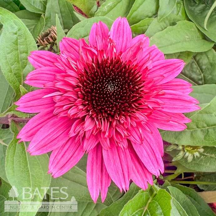 #1 Echinacea x PW Double Scoop 'Watermelon Deluxe'/ Pink Coneflower