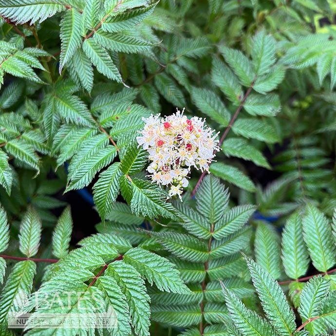 #2 Sorbaria sorb Cherry on Top/ False Spirea