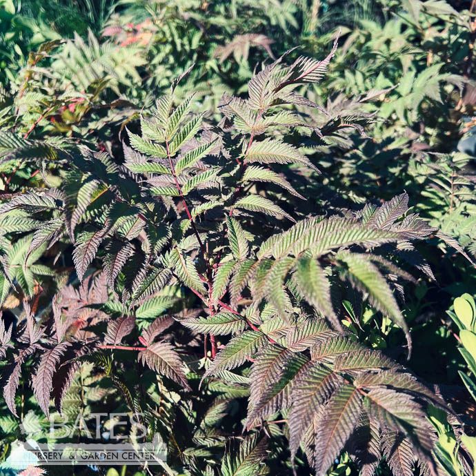 #2 Sorbaria sorb Cherry on Top/ False Spirea