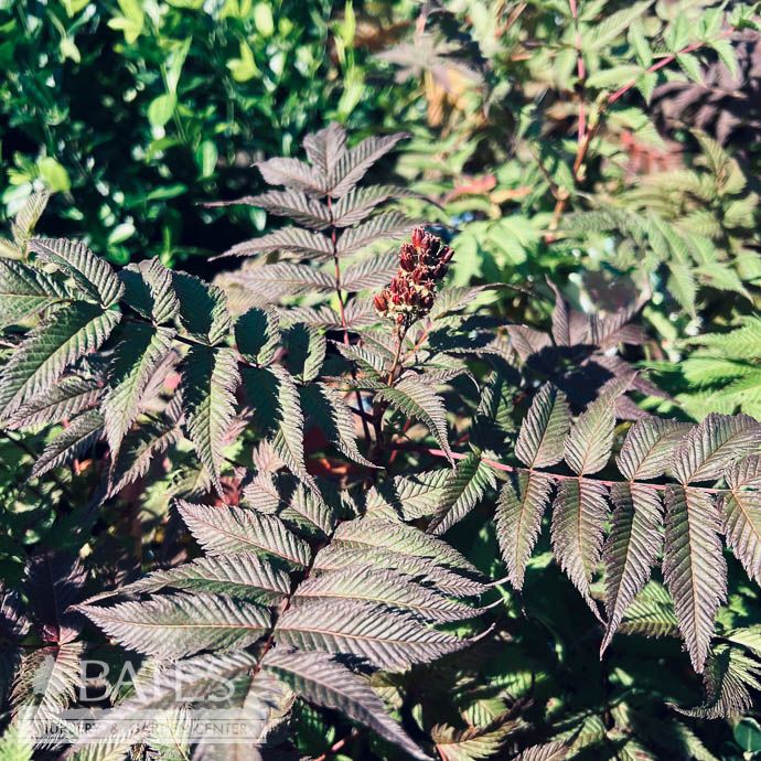 #2 Sorbaria sorb Cherry on Top/ False Spirea